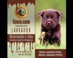 Braon Labrador štenci 